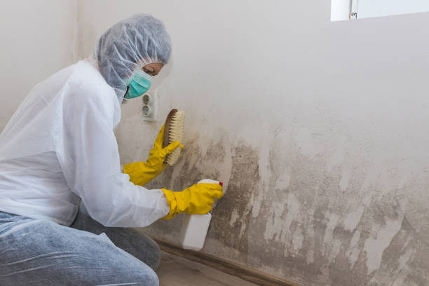 Best Mold Remediation Experts  in Ferris, TX