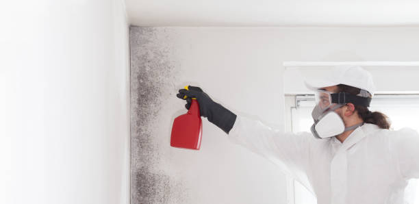Home Mold Removal in Ferris, TX